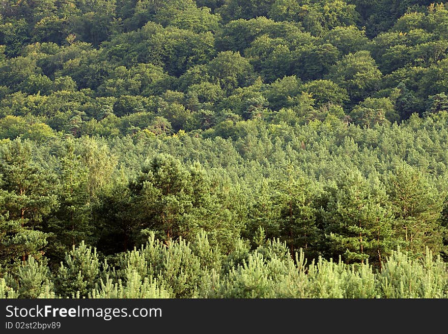 Forest Treetops On The Hill Side