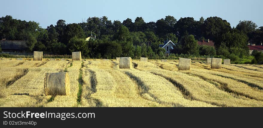 Golden hay bales in the countryside