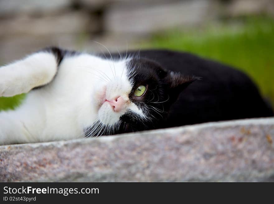 Cat keeping an eye on you. Cat keeping an eye on you.