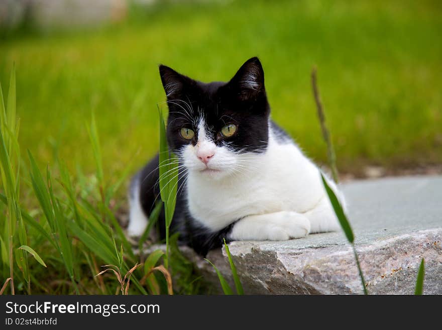 Cat focusing on moving grass. Cat focusing on moving grass.