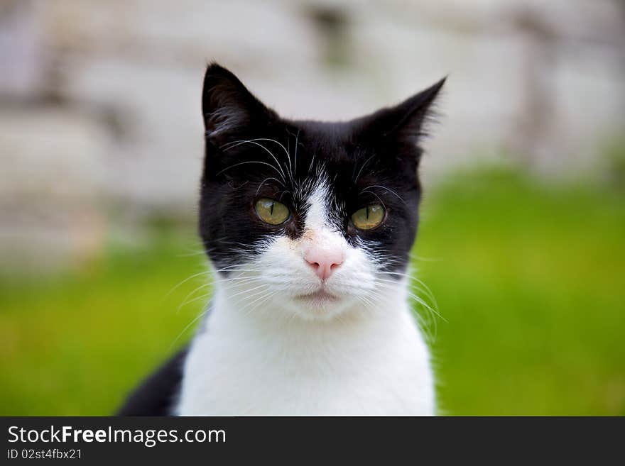 A cat having a zen moment. A cat having a zen moment.