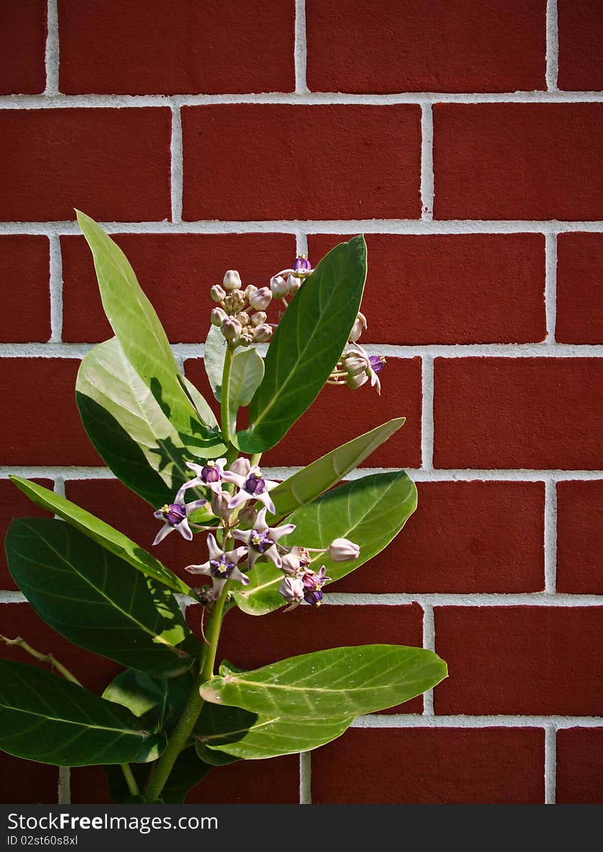 Purple Crown flower Green leaf and red brick wall