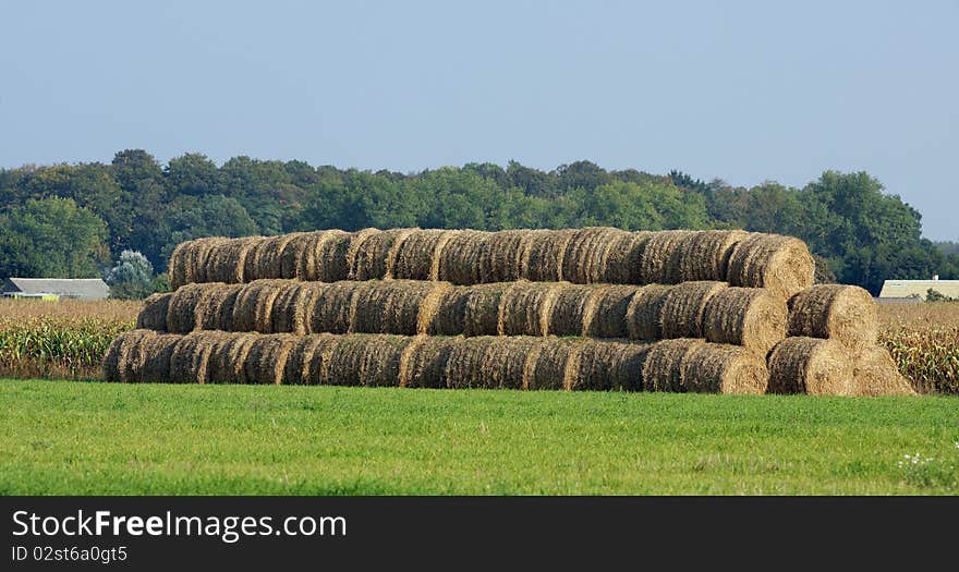 Golden hay bales in the countryside