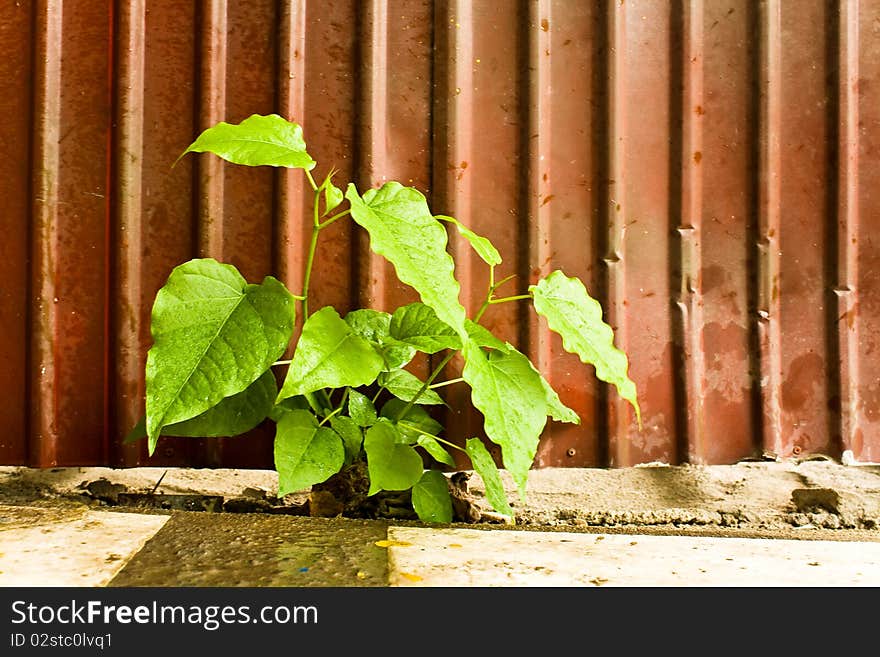 The small Bodhi tree Growing.