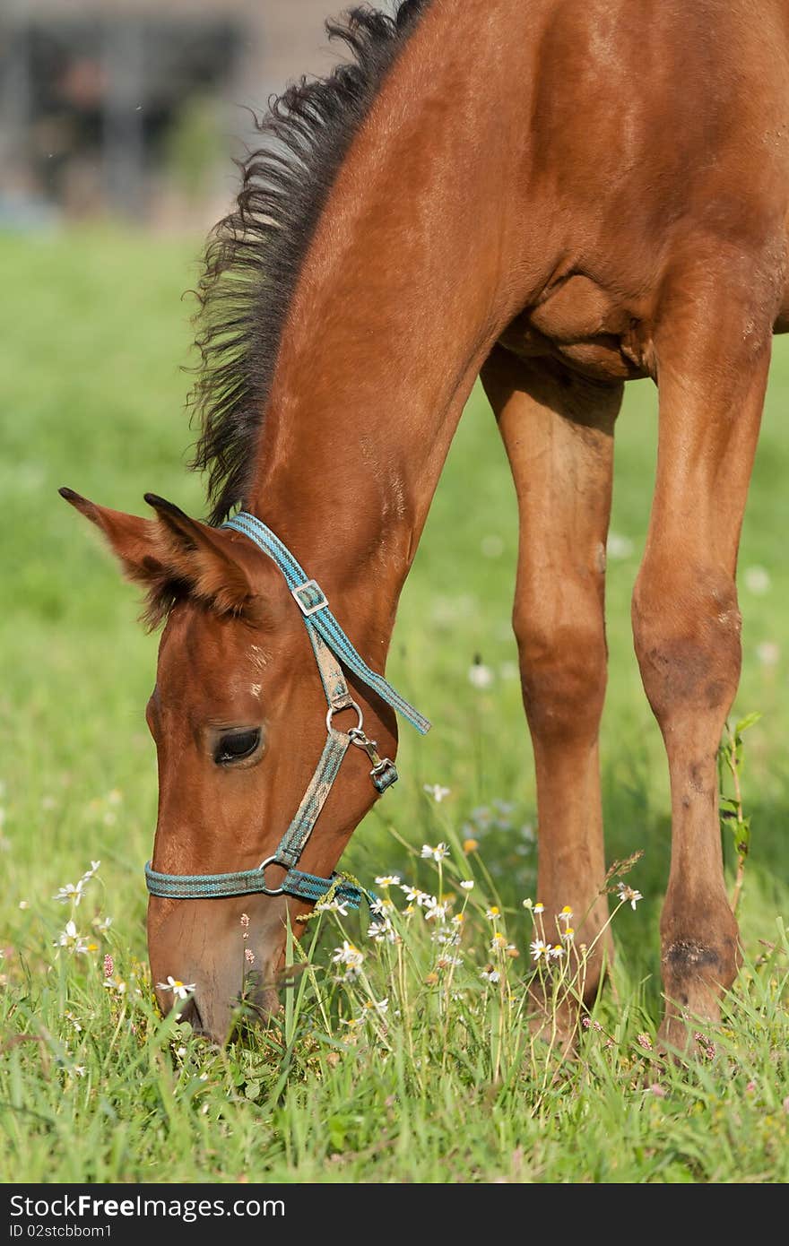 Foal Grazing