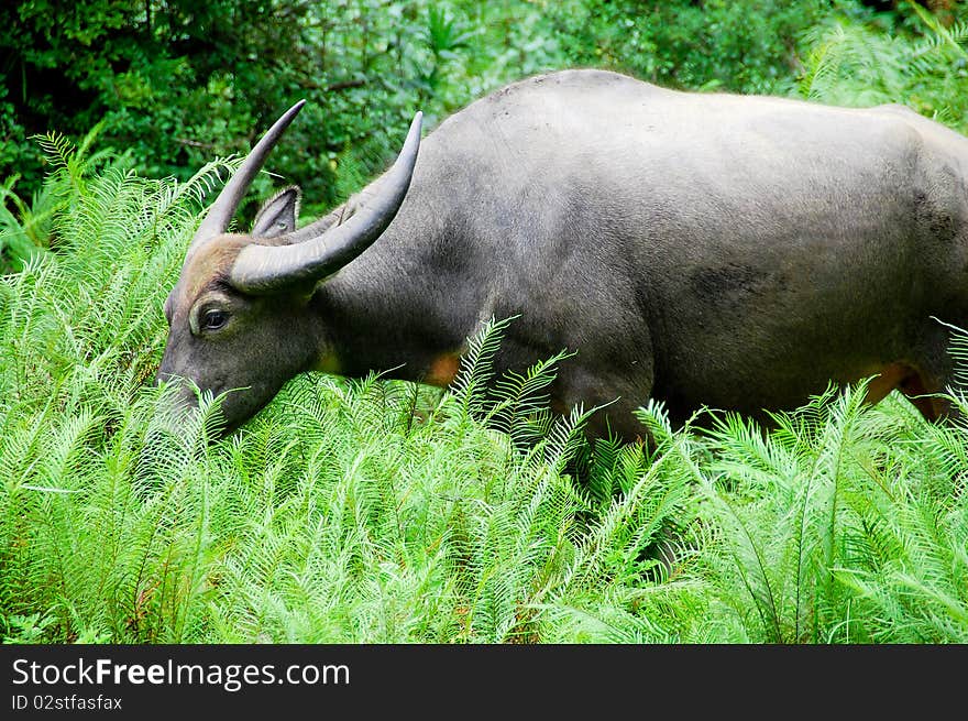 Buffalo Grazing