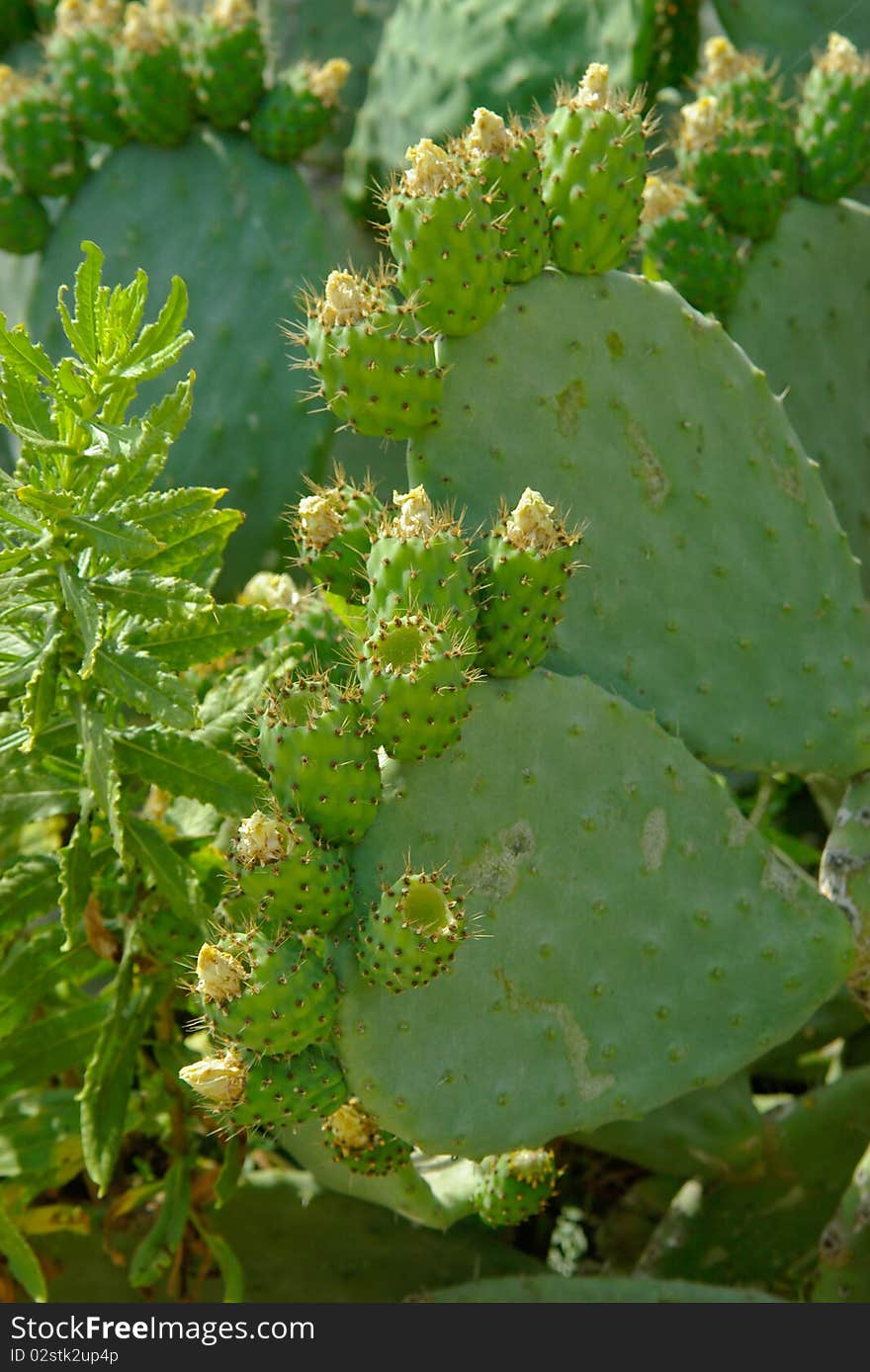 Fleshy Green Cactus Covered Unripe Prickly Fruits.