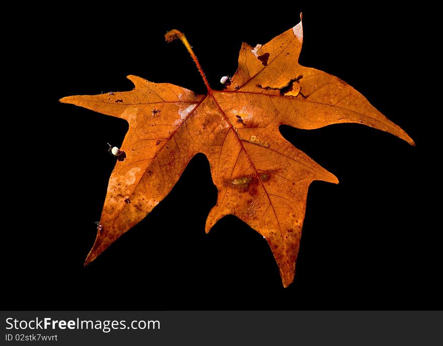 Autumn leaf  floating on the water,  black background. Autumn leaf  floating on the water,  black background.