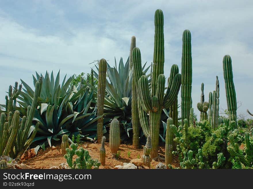 A Few Kinds Of Cactuses Are Growing Together.