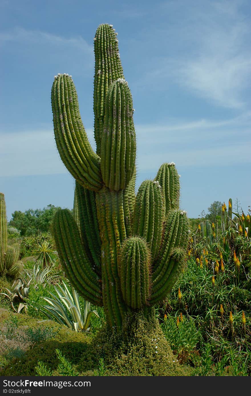 Cactus with thick fleshy stems covered prickles.