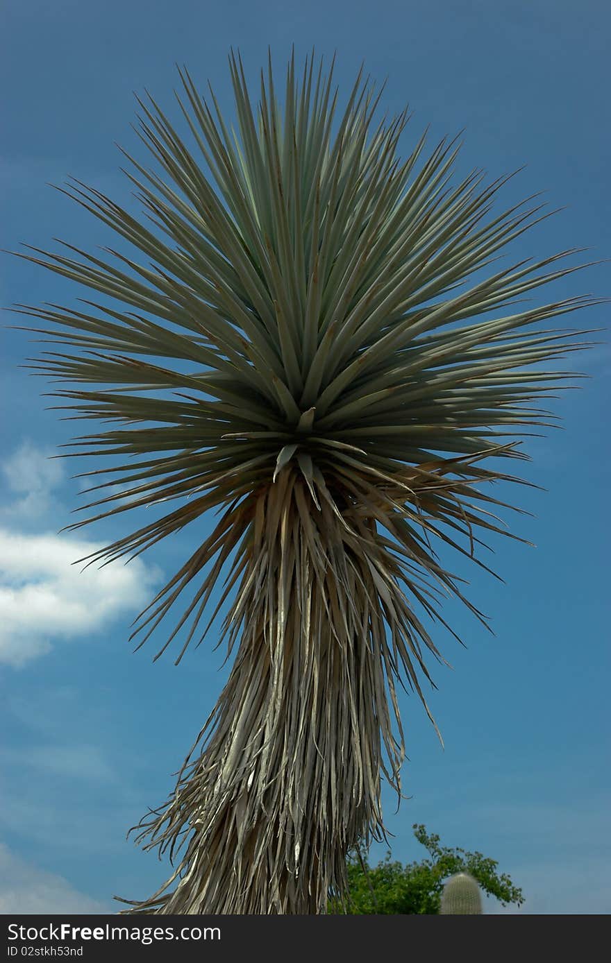 Cactus with rounded shape leaves. Blue sky.