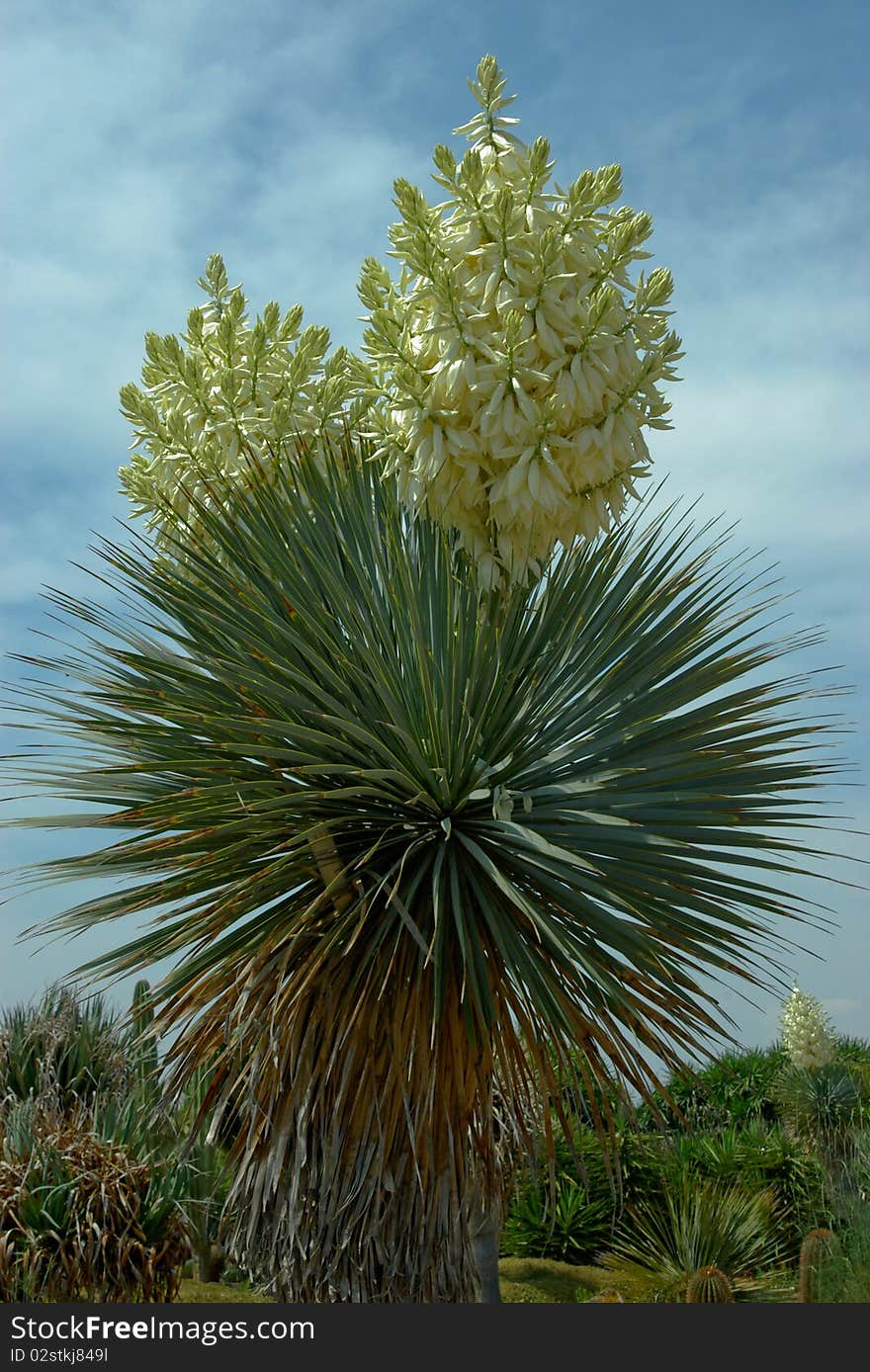 Flowering cactus. Two branches with flowers.