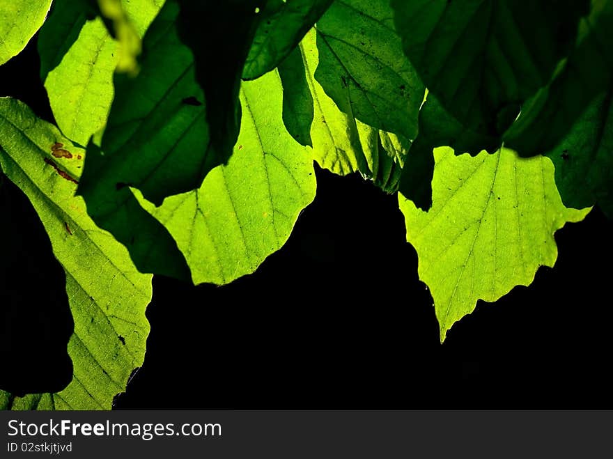 Green leaves on black background, taken in Botanical Garden in Madrid, Spain.