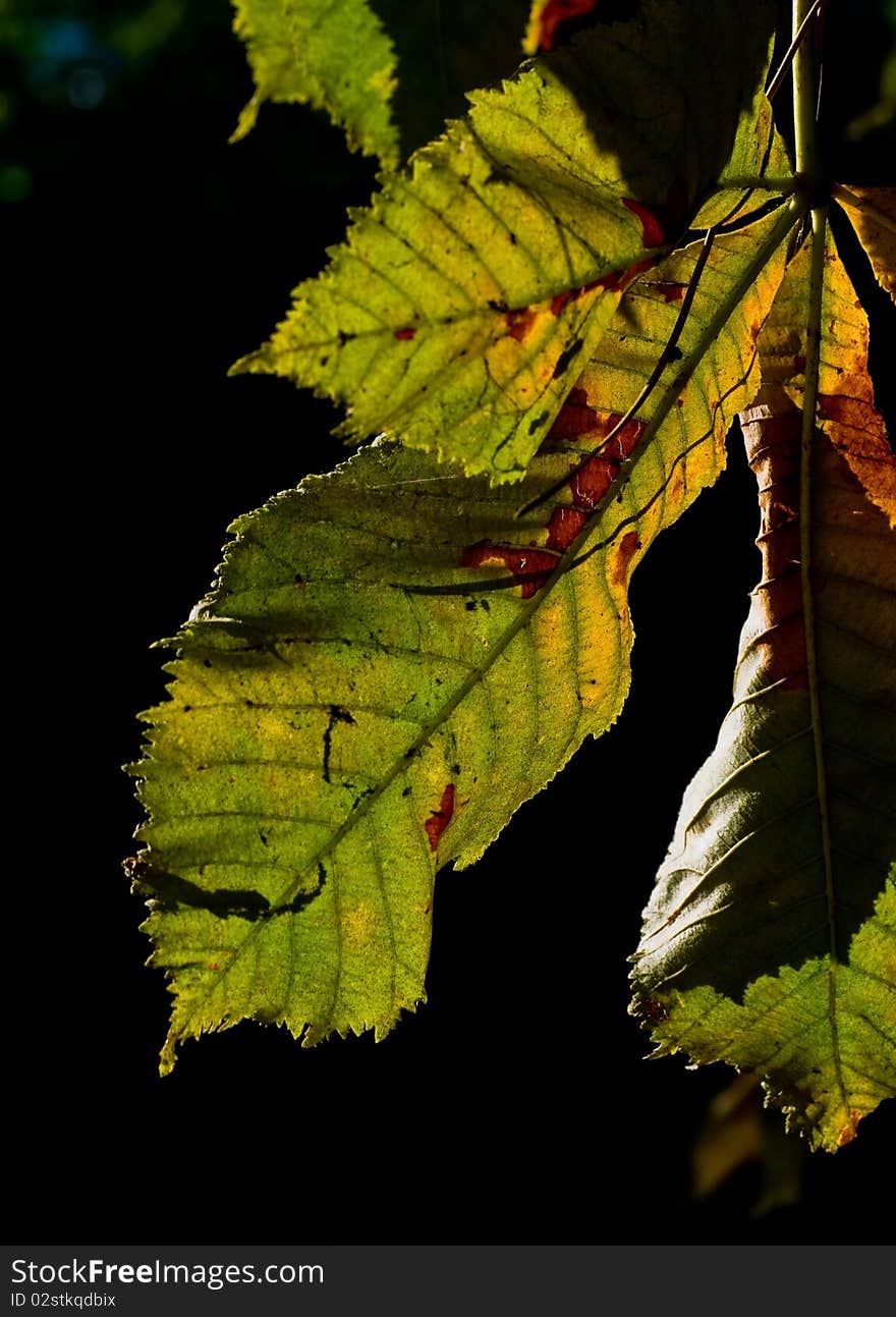 Horse-chestnut (Conker tree) on black background taken in autumn. Horse-chestnut (Conker tree) on black background taken in autumn.