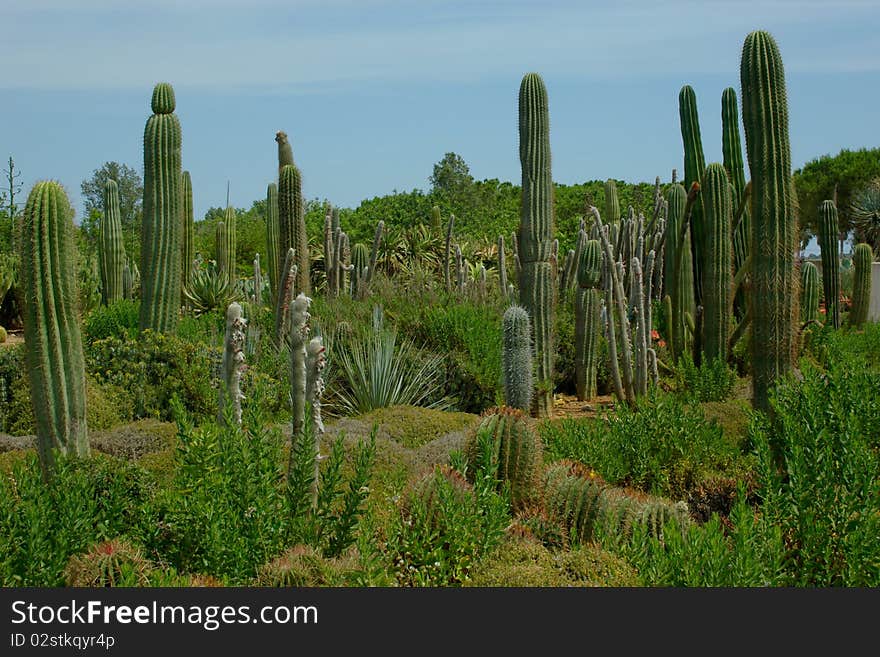 Plenty of cactus plants on the plantation. Trees and bushes around. Plenty of cactus plants on the plantation. Trees and bushes around.