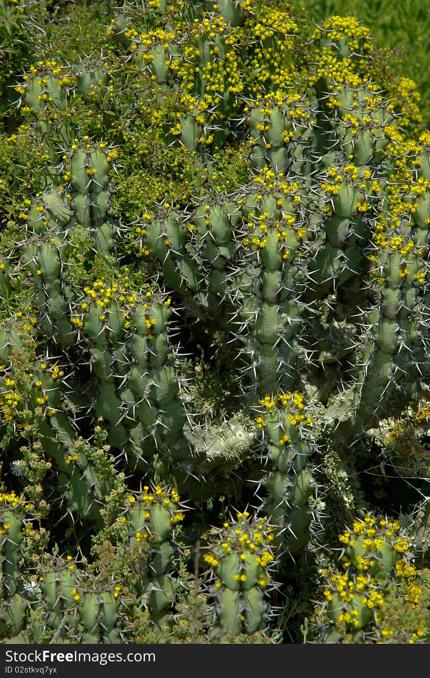 Cactus plant covered with many little yellow flowers. Vertical fragment. Cactus plant covered with many little yellow flowers. Vertical fragment.