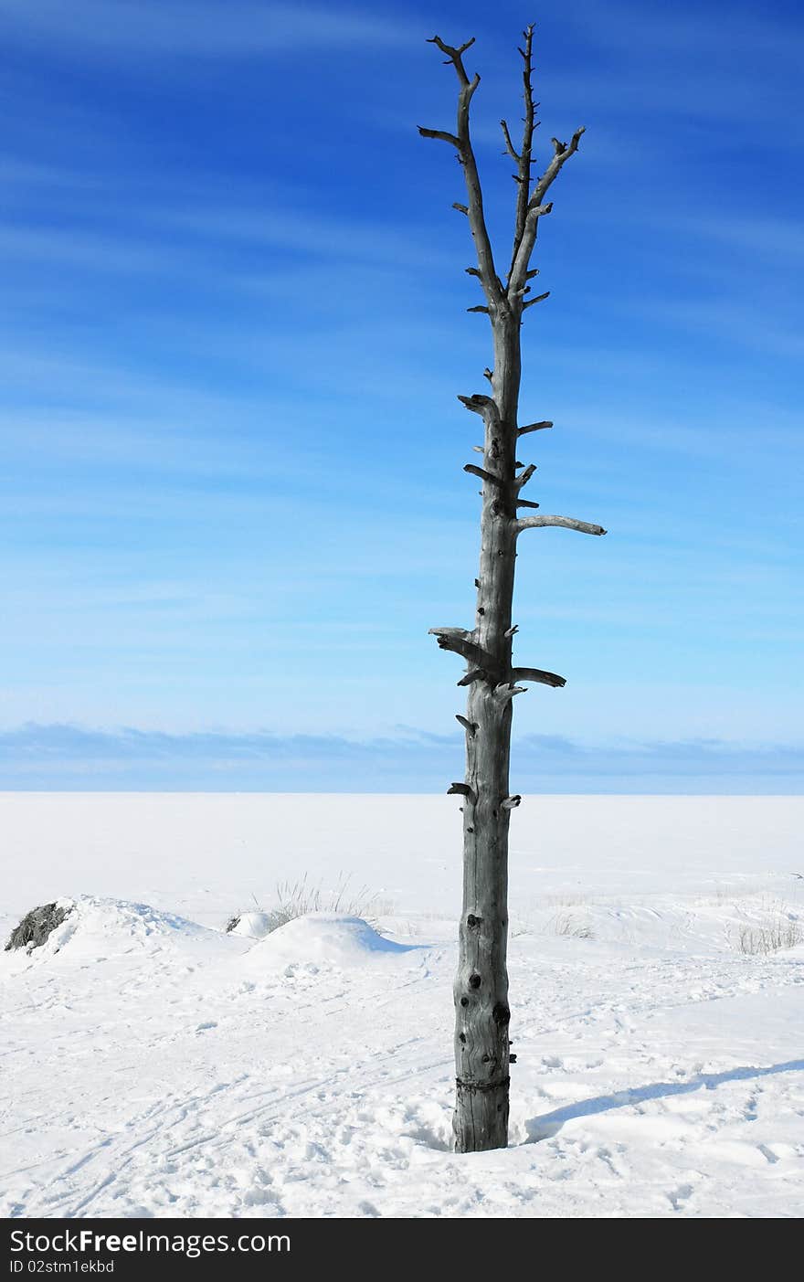 Withered lonely tree in winter. Withered lonely tree in winter