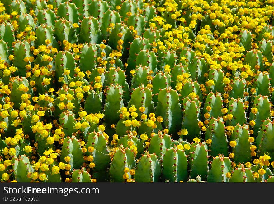 Fragment Of Flowering Cactus Field.