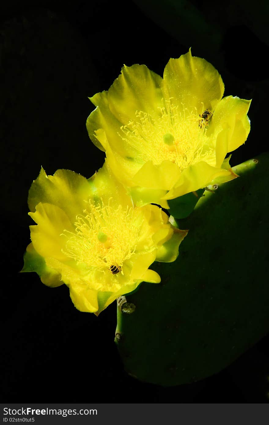 Two cactus flowers with yellow petals are next to each other. There are bees on the flowers. Dark background. Two cactus flowers with yellow petals are next to each other. There are bees on the flowers. Dark background.