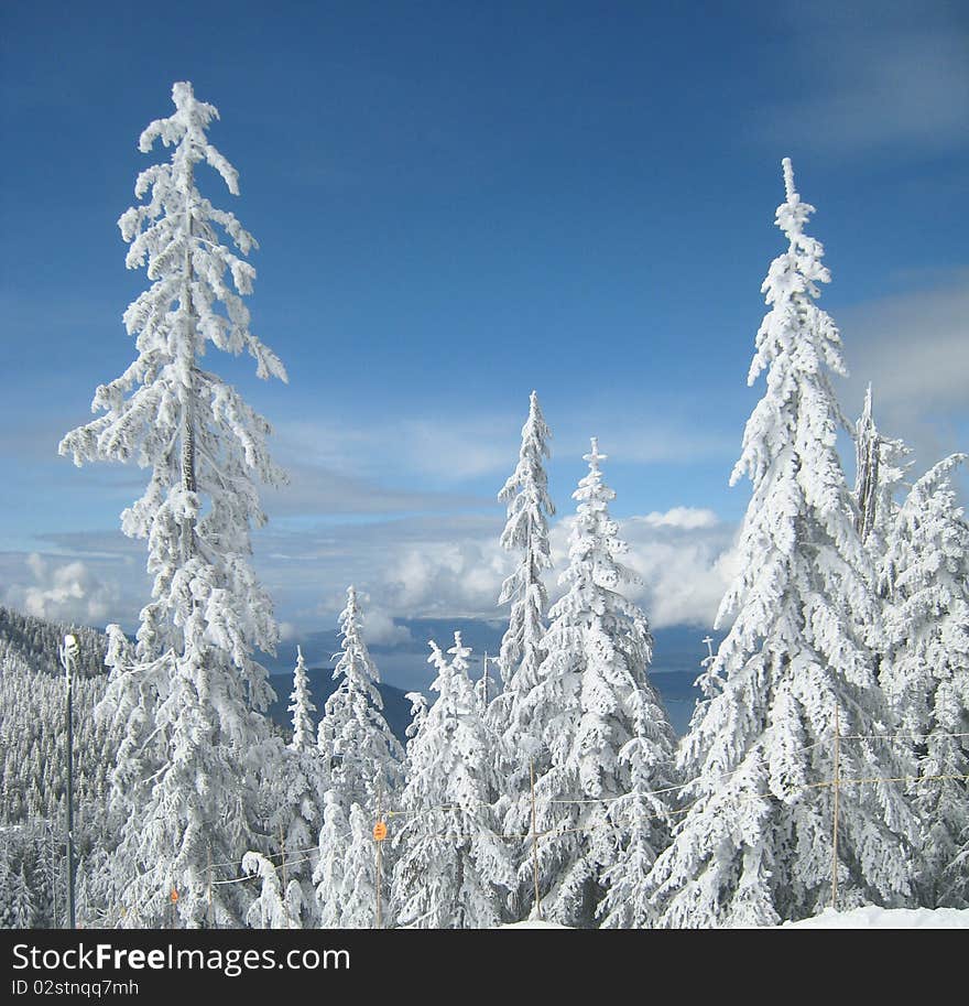 These snow covered trees contrast with both sky above and sea below. These snow covered trees contrast with both sky above and sea below