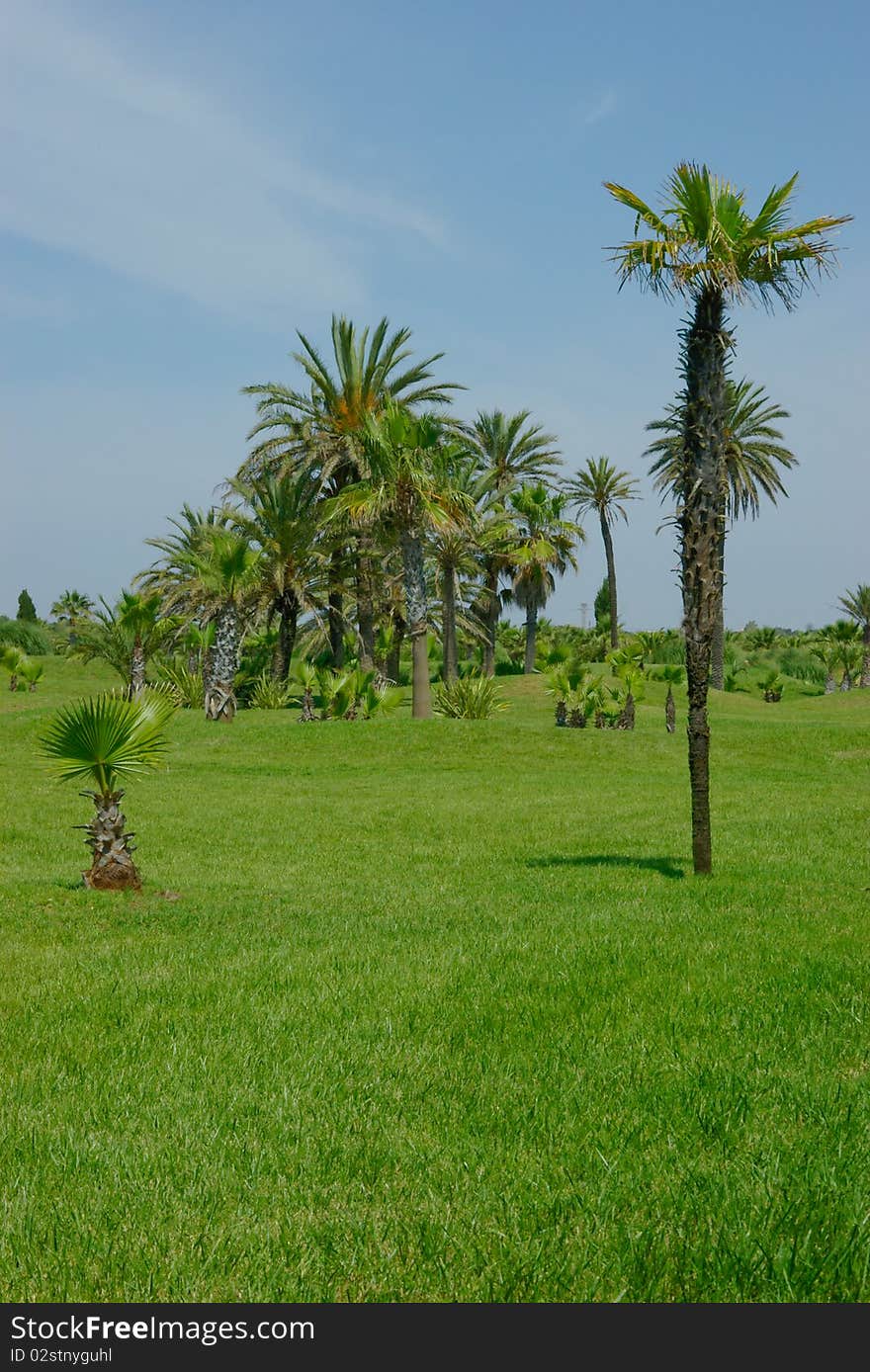 A few palms on the grass-plot. There are one high palm and one low palm  in the foreground.