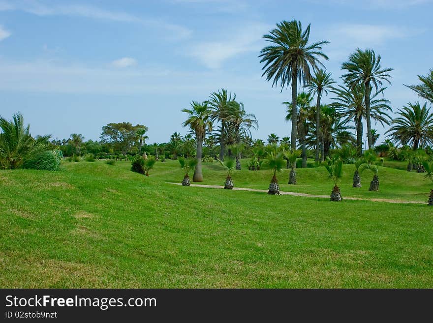 Grassy plot. Lush grass. There are many big and small palms. Narrow path. Grassy plot. Lush grass. There are many big and small palms. Narrow path.