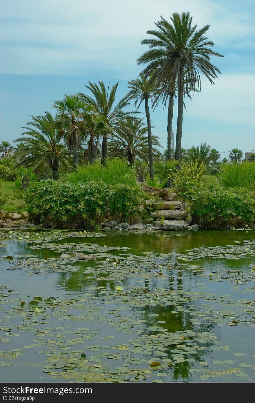 Palm trees are growing on the lakeside. There are water lily on the smooth surface of lake. Palm trees are growing on the lakeside. There are water lily on the smooth surface of lake.