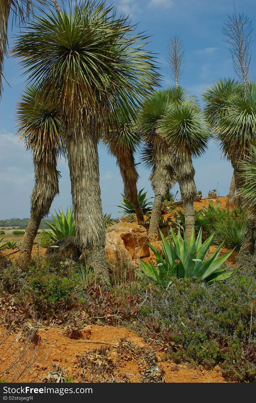 Very high cactus plants on the knoll.