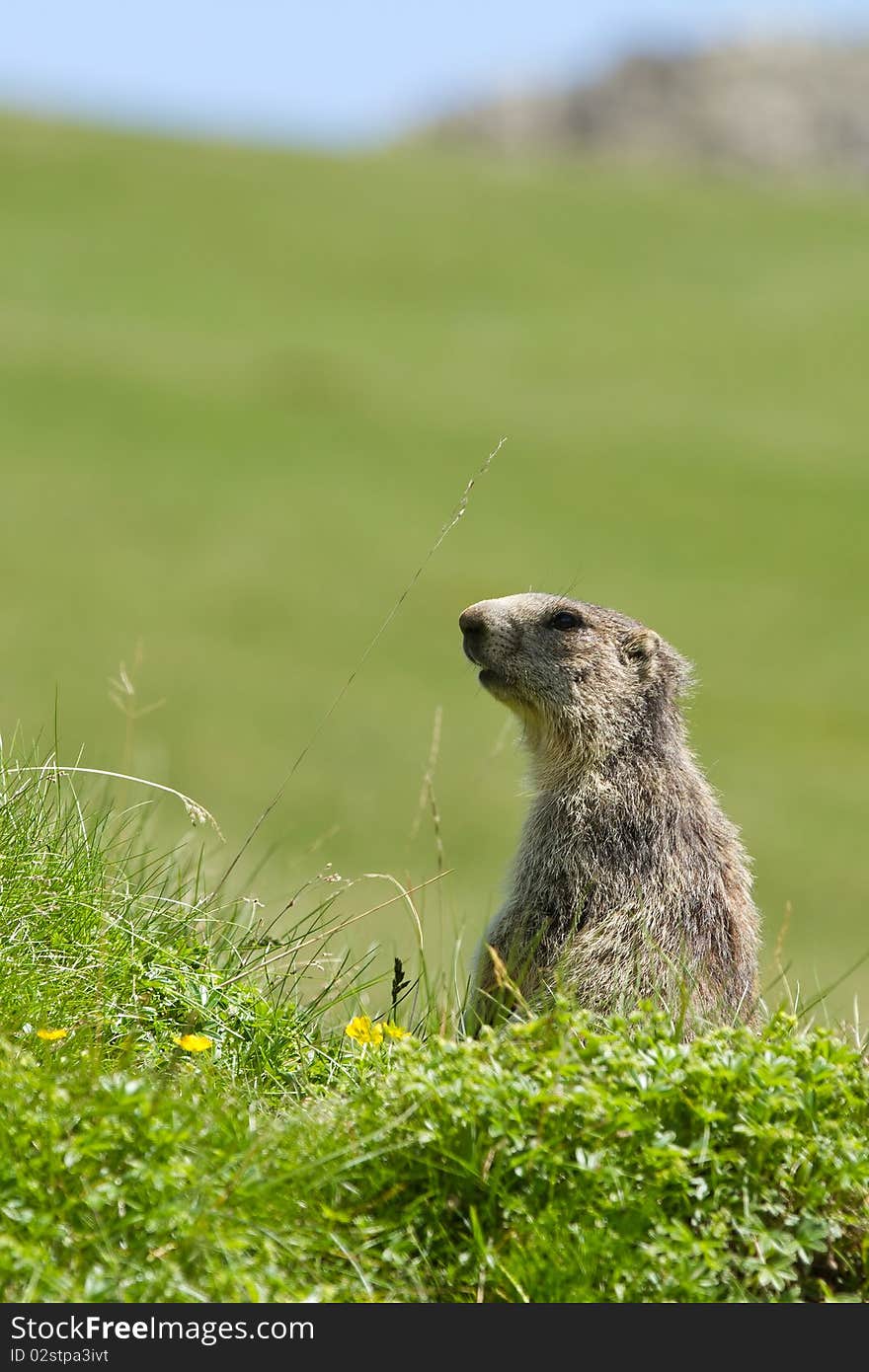 Marmot in the alps