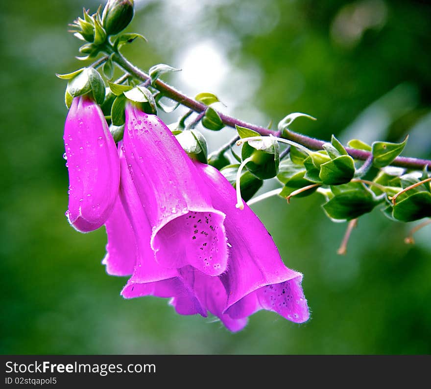 Macro picture of Bluebell from England. Macro picture of Bluebell from England