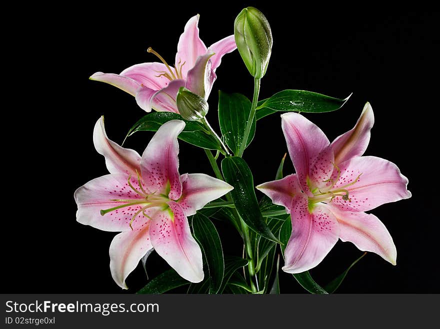 Lilies