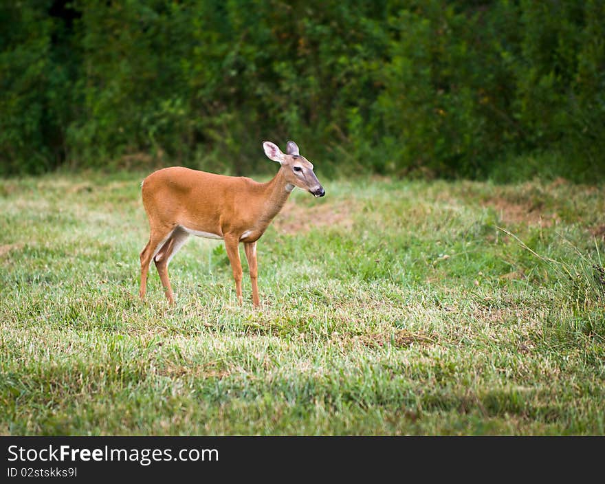 Outdoor Mammal Wildlife White Tail Doe Deer grazing in field of green grass