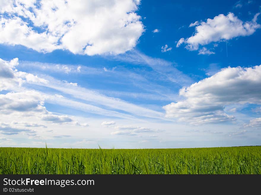 Field of green grass and blue sky. Field of green grass and blue sky