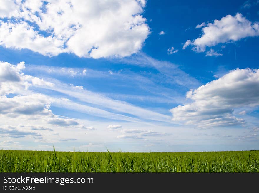 Green field of wheat on a background. Green field of wheat on a background