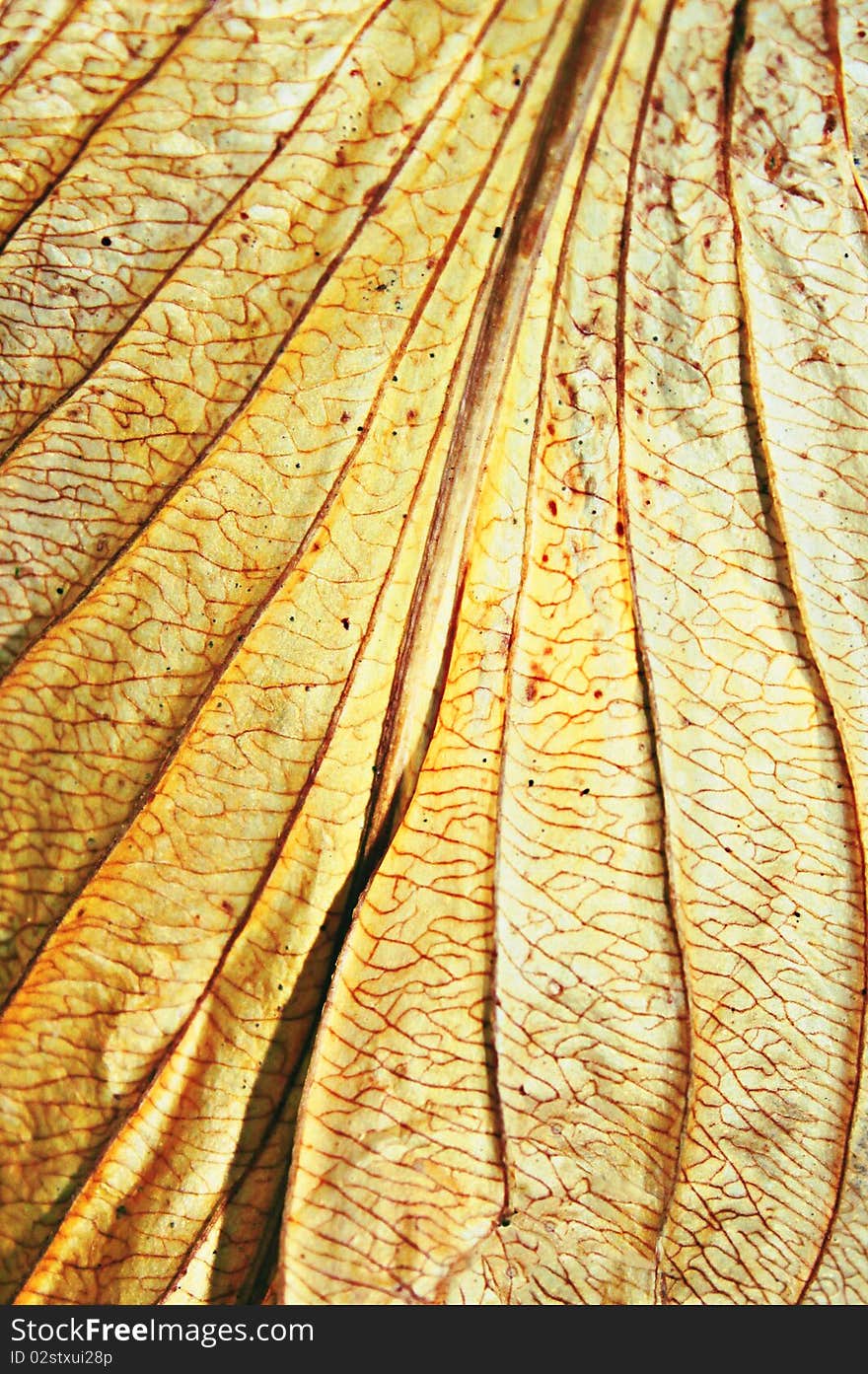 Structure of dry autumn leaf