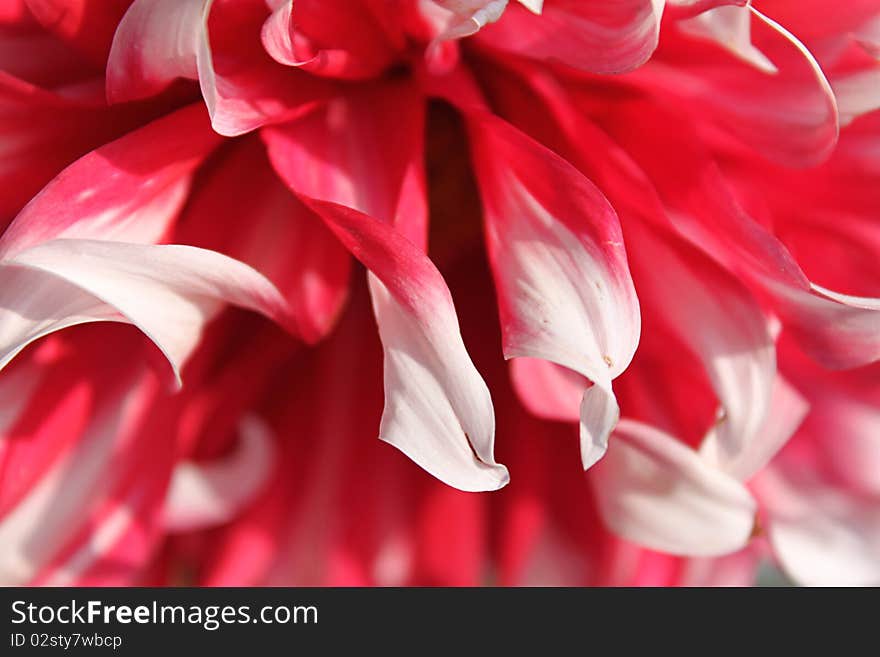 Close-up of An Pink dahlia