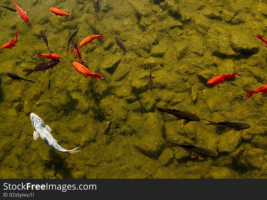 Goldfishes at the bottom of a pond.