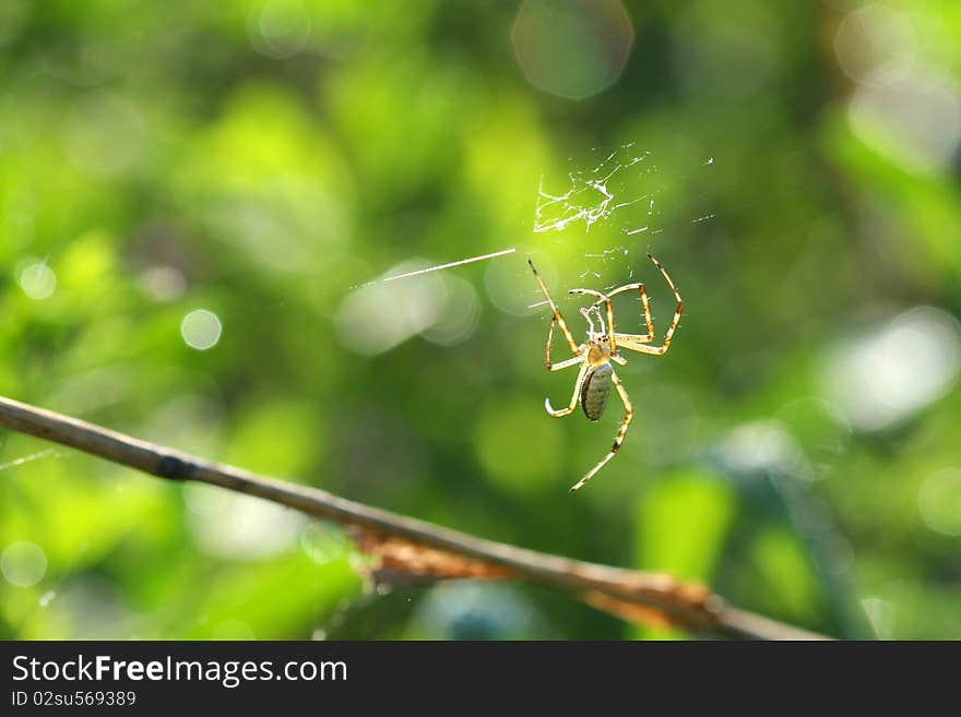 Black & Yellow Garden Spider