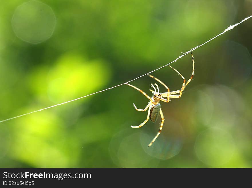 Black & Yellow Garden Spider male in web