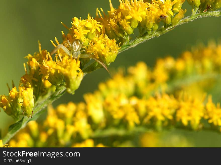 Goldenrod Crab Spider hunting on goldenrod flower