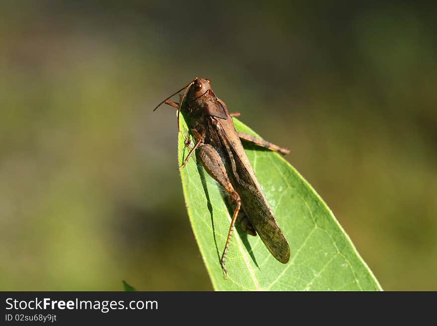 Grasshopper on milkweed leaf in morning sun