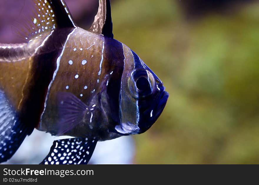 A close-up shoot of a Pterapogon kauderni, common name: cardinal fish. A close-up shoot of a Pterapogon kauderni, common name: cardinal fish.