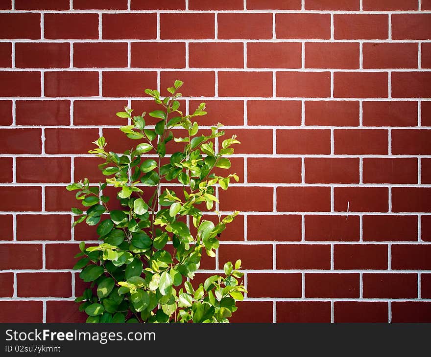 Little green tree and red brick wall