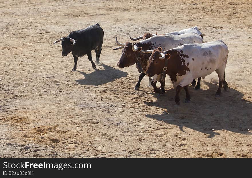 A bull and three cows in the sand of the bullring. A bull and three cows in the sand of the bullring