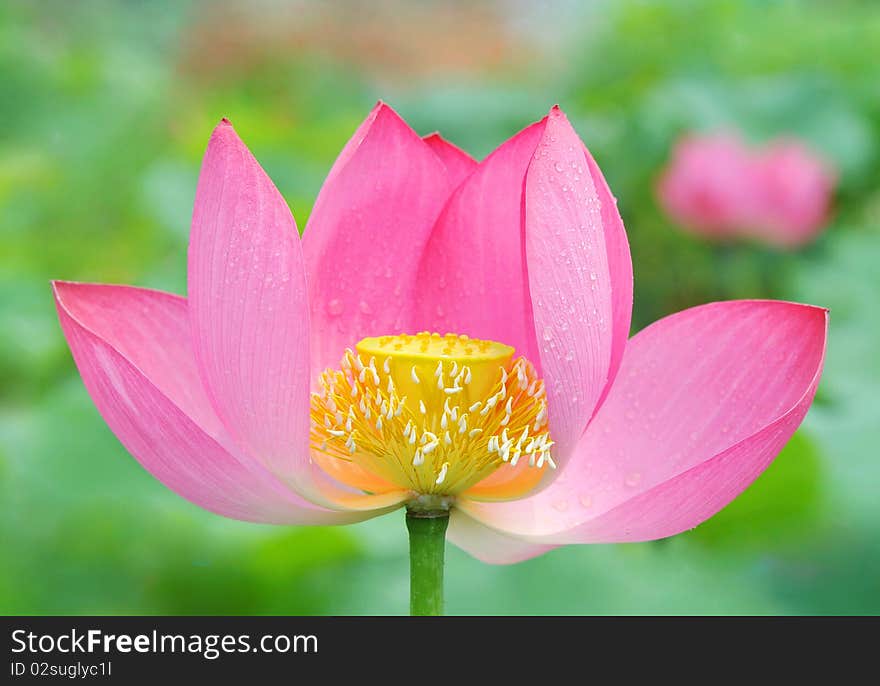 Pink lotus against colorful background. Pink lotus against colorful background