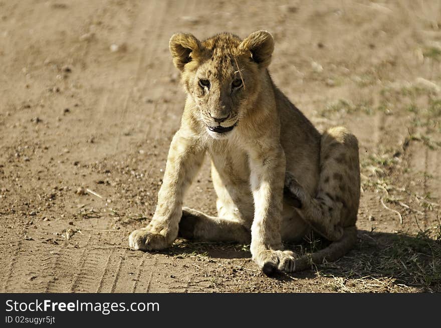 Cute Lion Cub