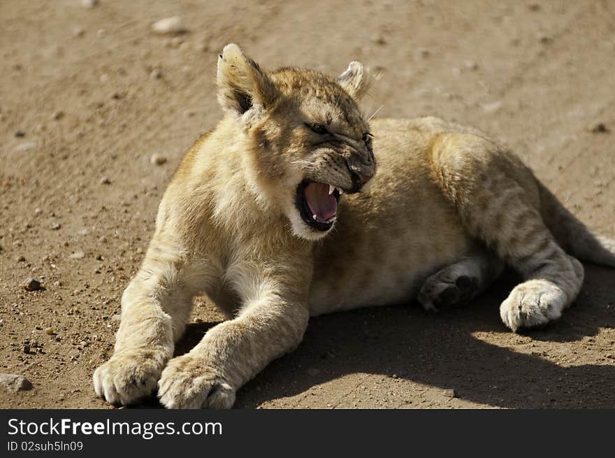 A tough little baby lion. A tough little baby lion