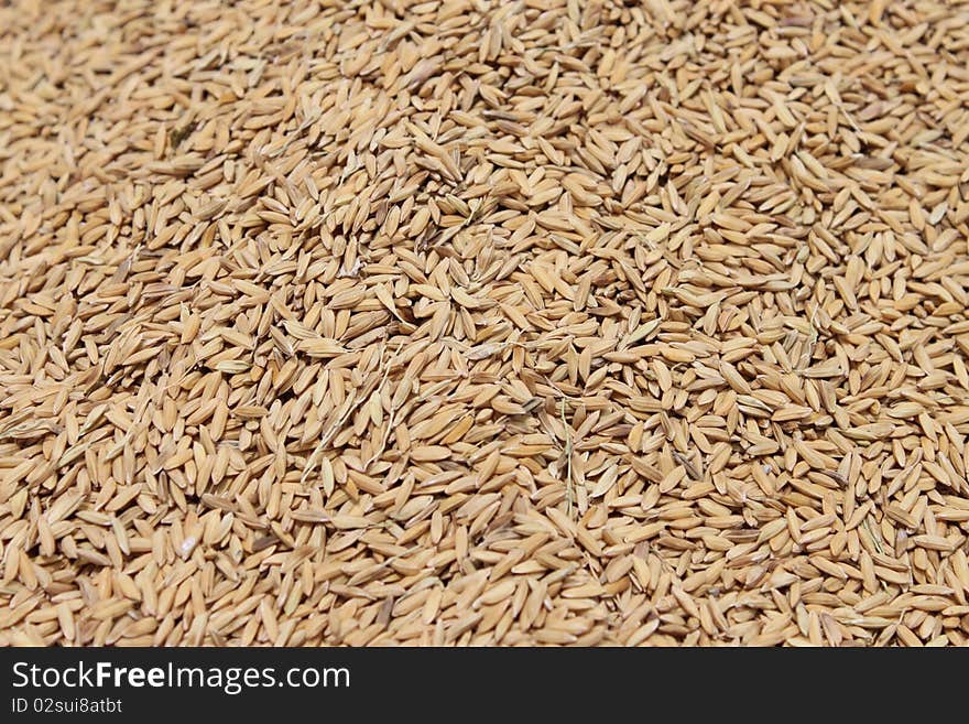 Rice grain under sunlight