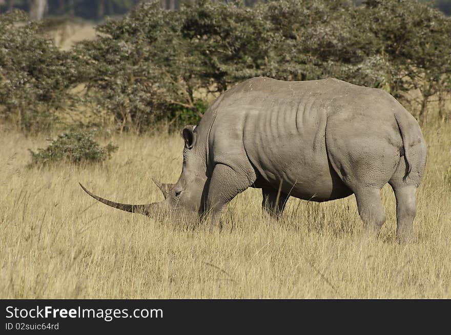 A long horned white rhino. A long horned white rhino