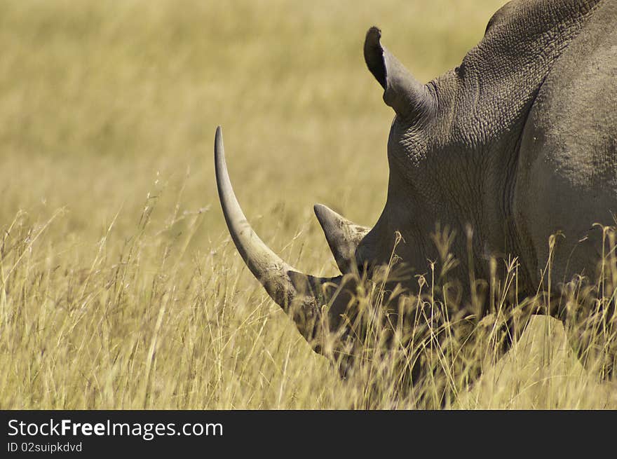 A white rhino in profile